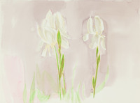 Two White Irises Pickford Home thumbnail