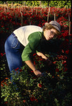 [Student organizing red flowers] thumbnail