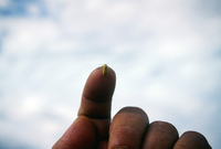 Kaber farm, Field crops 022 thumbnail