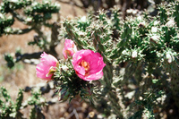 Root cellar construction and horno use 013 thumbnail