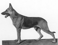 German shepherd thumbnail