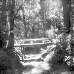 Bridge spanning a gully in the redwoods thumbnail