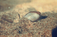 ODC Sandy Shore Lecture thumbnail