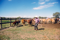 Gallegos farm, Cattle 011 thumbnail