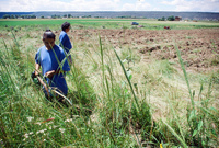 Kaber farm, Weed whacking 015 thumbnail