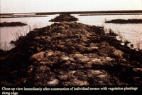 Sabine Terracing Project 1990 thumbnail