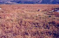 Pt. Mugu Wetlands thumbnail