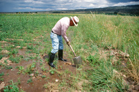 Kaber farm, Compuerta irrigation 034 thumbnail