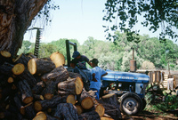 Montoya farm, Woodpile and the Rio Grande 001 thumbnail