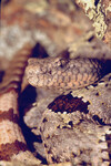 Crotalus lepidus klauberi thumbnail