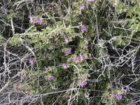 Mirabilis laevis thumbnail