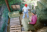 Hay baling 005 thumbnail