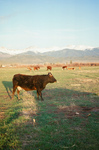 Landscapes and cattle 035 thumbnail