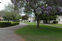 Jacaranda Trees in Bloom in North Quad thumbnail