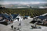 Penny Postcard Image of Limoneira Lemon Groves in Ventura County thumbnail