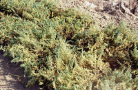 Pt. Mugu Wetlands thumbnail