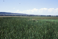 Gallegos farm, Crops 019 thumbnail