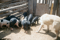 Kaber farm, Crops in the field 064 thumbnail
