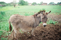 Lake Carrico 024 thumbnail