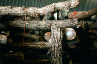 NAPI (Navajo Agricultural Products Industries) 043 thumbnail