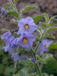 Solanum xanti thumbnail