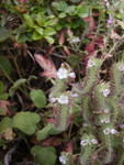 Phacelia cicutaria thumbnail