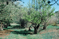 Gallegos farm, Orchards and landscapes 021 thumbnail