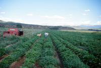 Kaber farm, Crops in the field 002 thumbnail