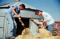 Kaber farm, Grain harvest 018 thumbnail
