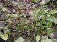 Plantago erecta thumbnail