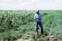 San Luis Valley farms 085 thumbnail