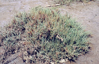 Pt. Mugu Wetlands thumbnail