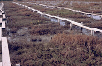 Pt. Mugu Wetlands thumbnail