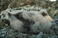 Southern Giant Petrel chick (feathers coming thru down) thumbnail