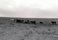 Gallegos farm, Cattle 026 thumbnail