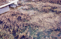 Pt. Mugu Wetlands thumbnail