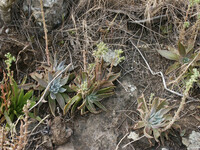 Dudleya lanceolata thumbnail