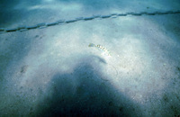 Juvenile Kelp Bass thumbnail