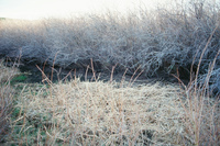 Gallegos farm 027 thumbnail