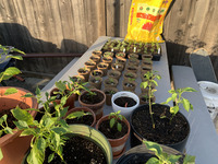 Monique Tinoco Photograph of Plants thumbnail