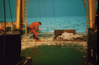 Dragging plankton net before launching in the morning shift thumbnail