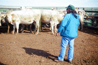 Torres ranch, Cattle drive 019 thumbnail