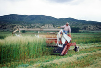 Kaber farm, Harvesting wheat 005 thumbnail