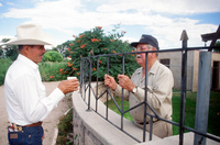 Torres ranch, Social gathering and making alcohol 005 thumbnail