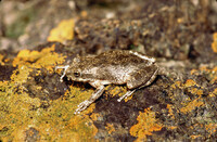 Psuedacris cadaverina thumbnail
