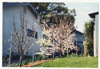 [Blossoms lining a driveway] thumbnail