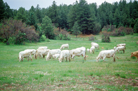 Torres ranch, Cattle drive 025 thumbnail