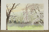 Soft Almond Blossoms With Green Carpet thumbnail