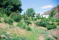 Landscapes and ostrich farm 031 thumbnail