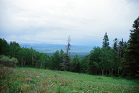 Torres ranch, Cattle drive and farm equipment demonstration 011 thumbnail